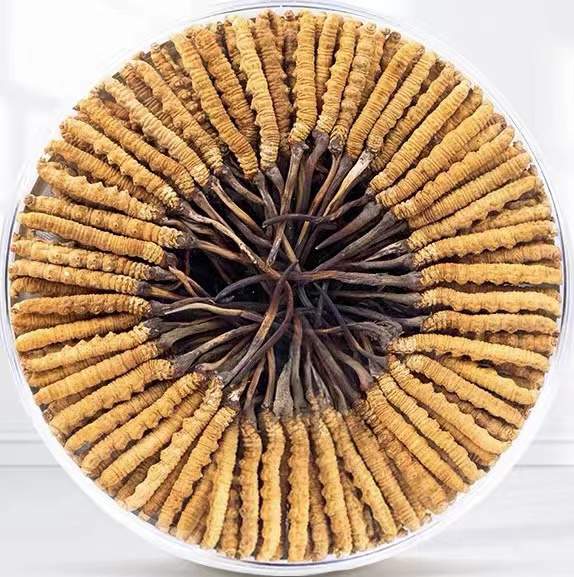 昭苏冬虫夏草回收